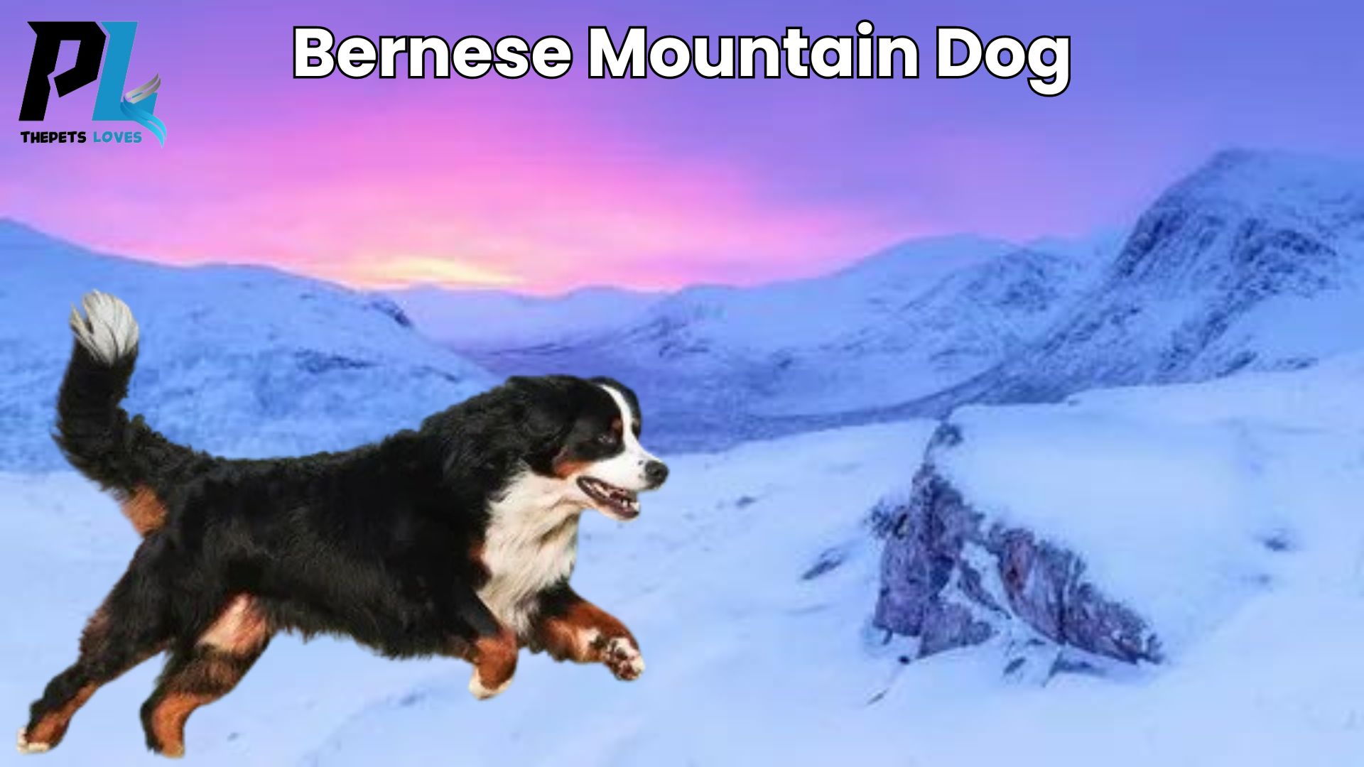 What are Bernese mountain dog? And their famous characteristics