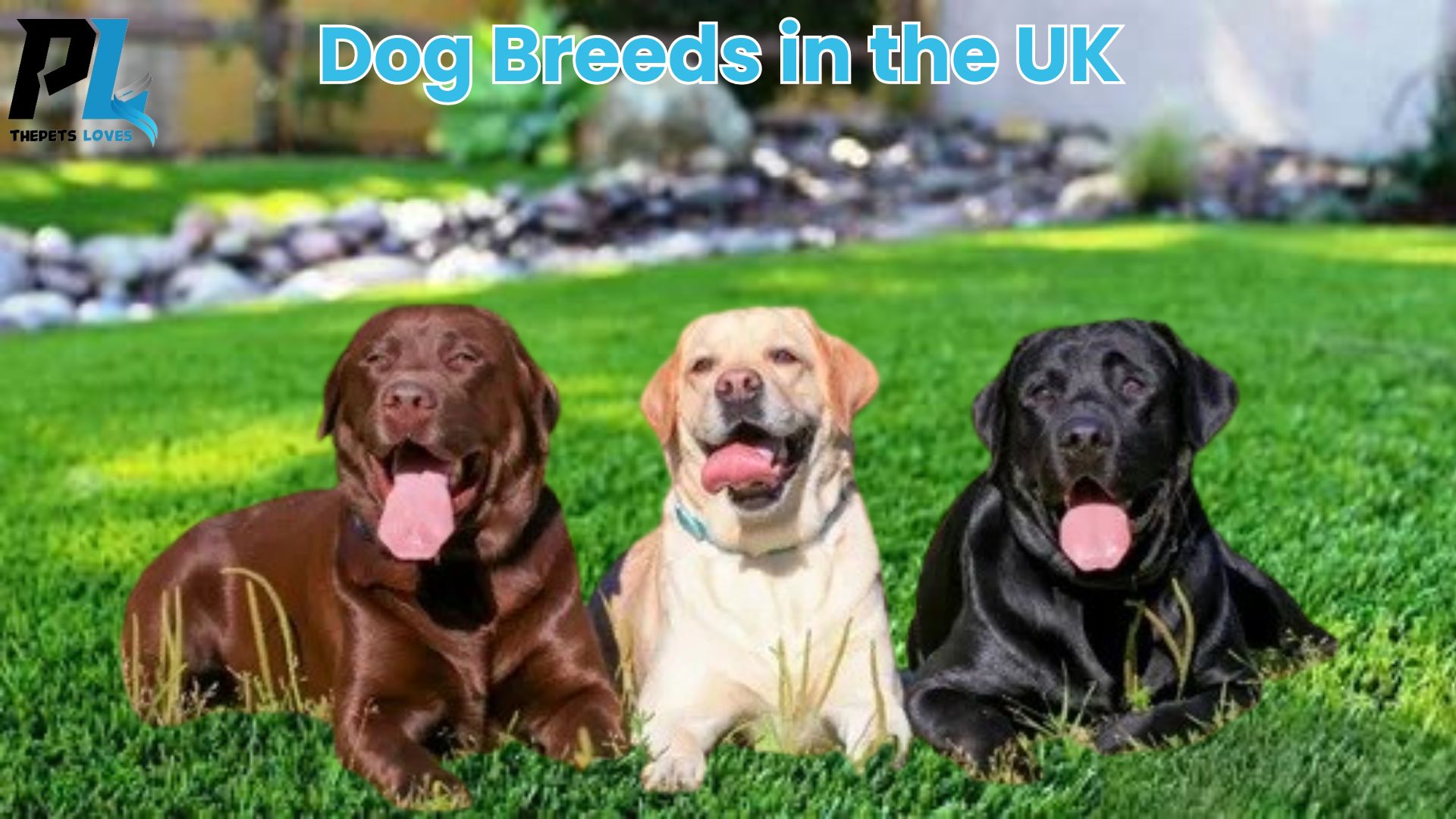 Dog breeds