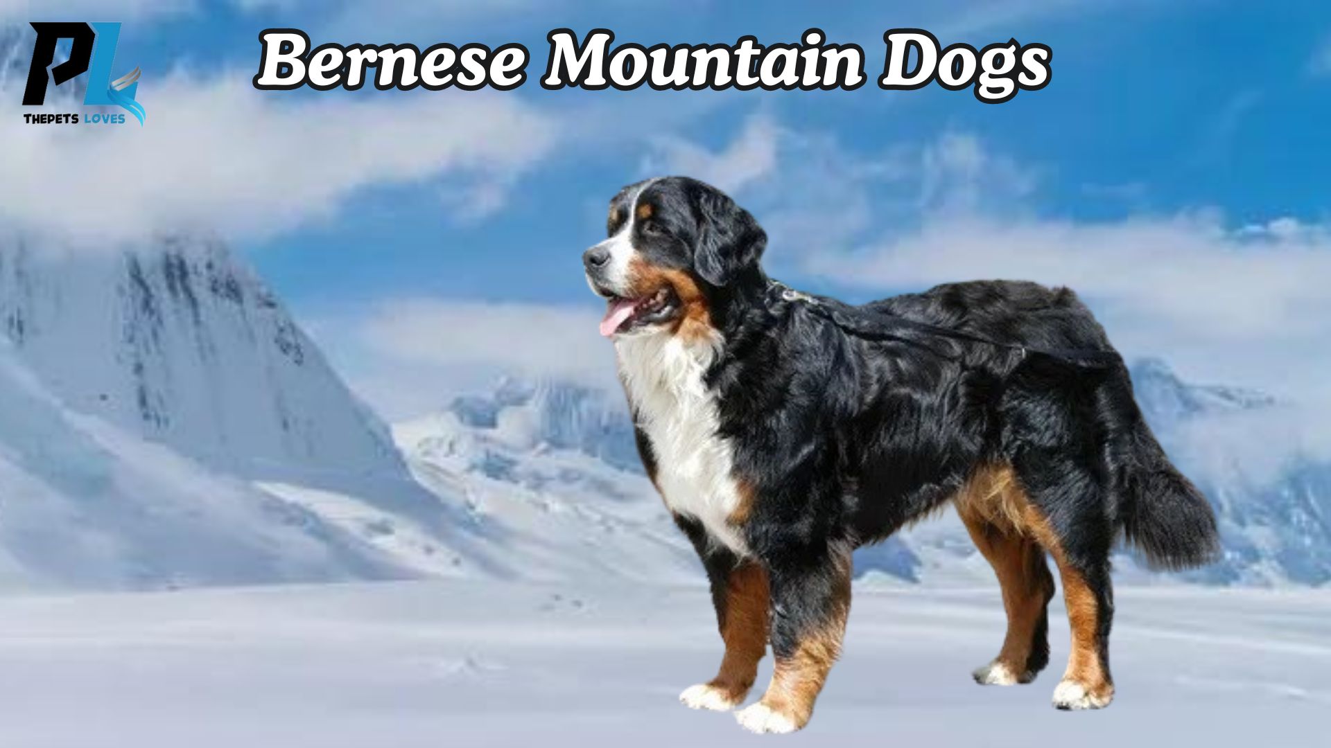 Bernese Mountain Dog (Burner) | Switzerland’s Beloved Breed