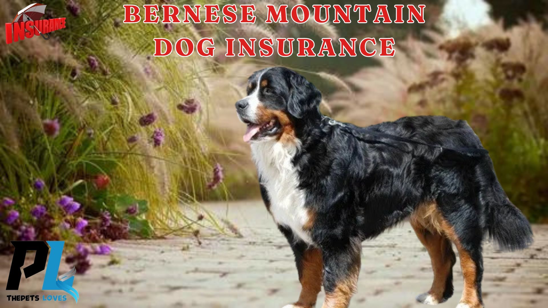 Pet Insurance: