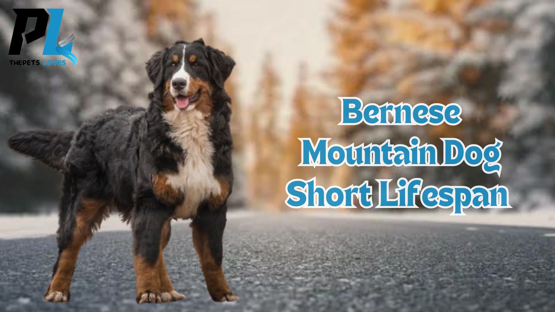 Why Do Bernese Mountain Dogs Have Such a Short Lifespan?