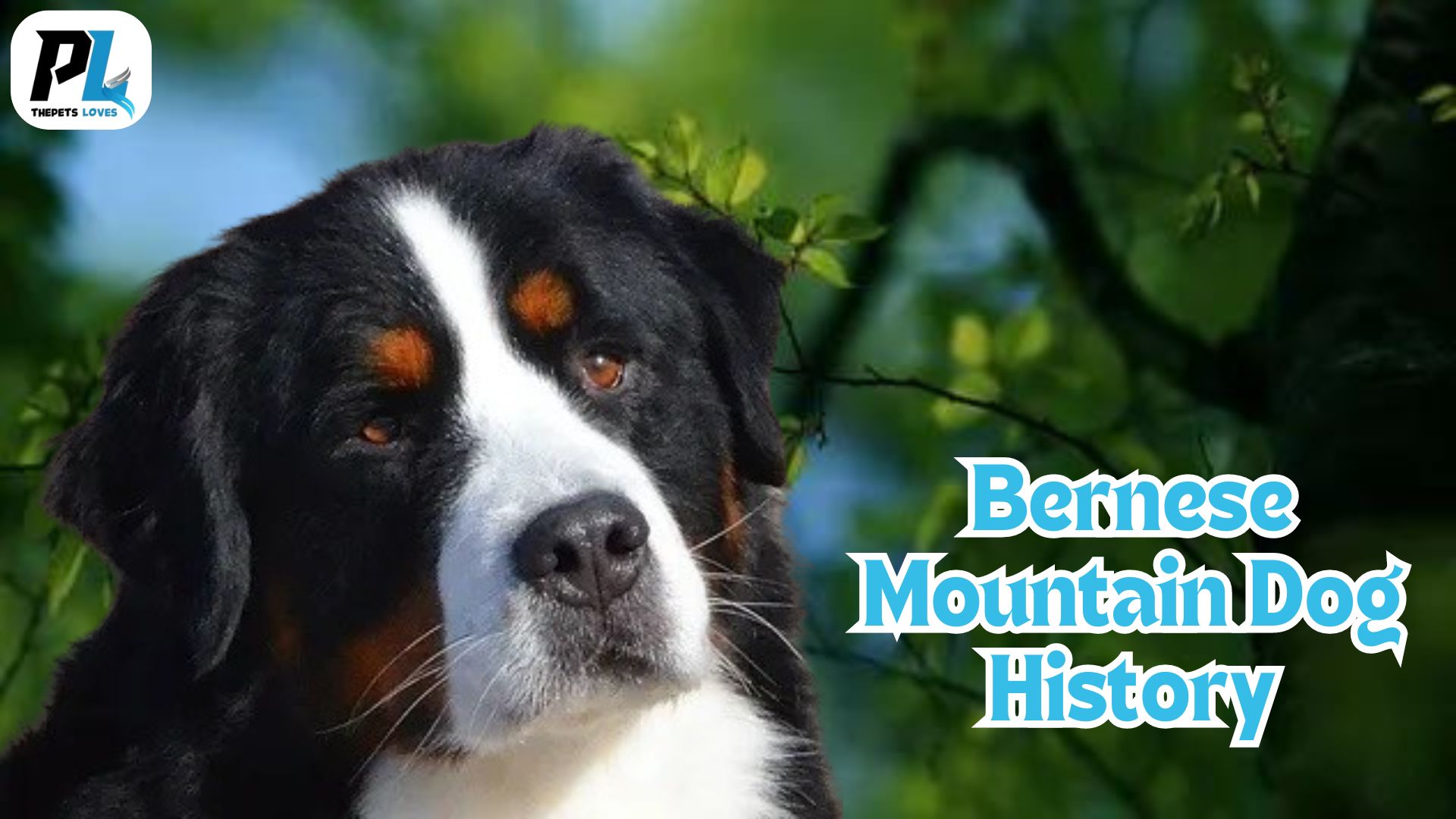 Bernese Mountain