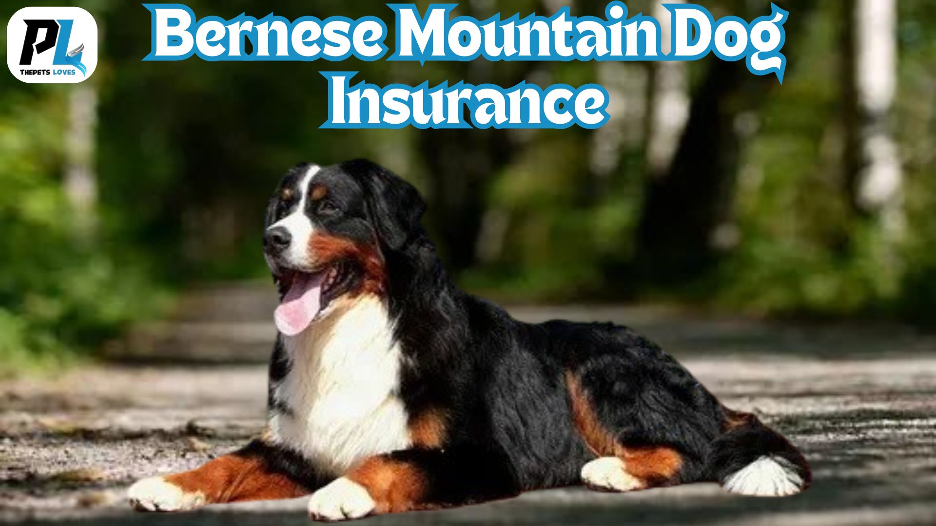 Bernese Mountain Dog Insurance