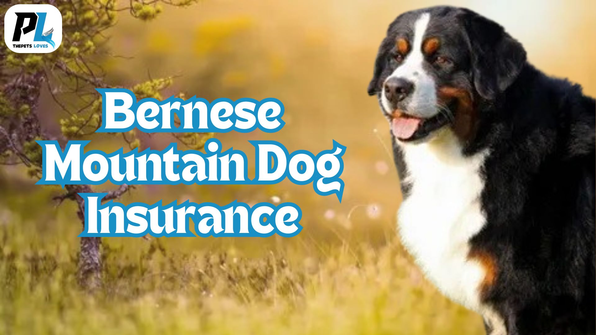 Bernese Mountain Dog Insurance