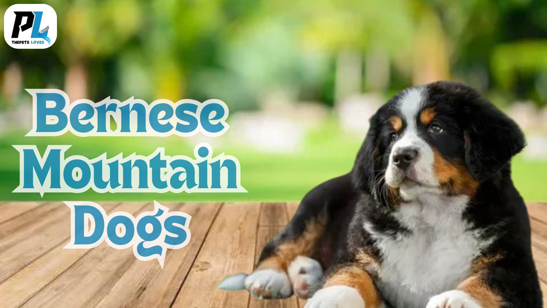 How Bernese Mountain Dogs Are Revolutionizing Therapy Pets