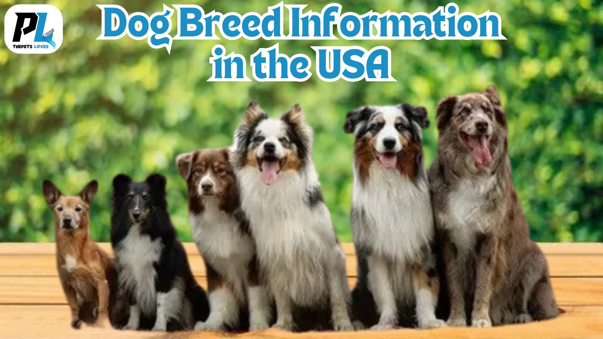 Bernese Mountain Dog | Dog Breed Information in the USA