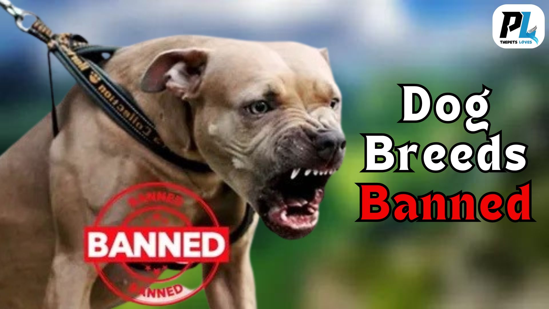 Which Dog Breeds Banned In The UK And Why Are They Banned?