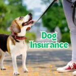 Dog Insurance