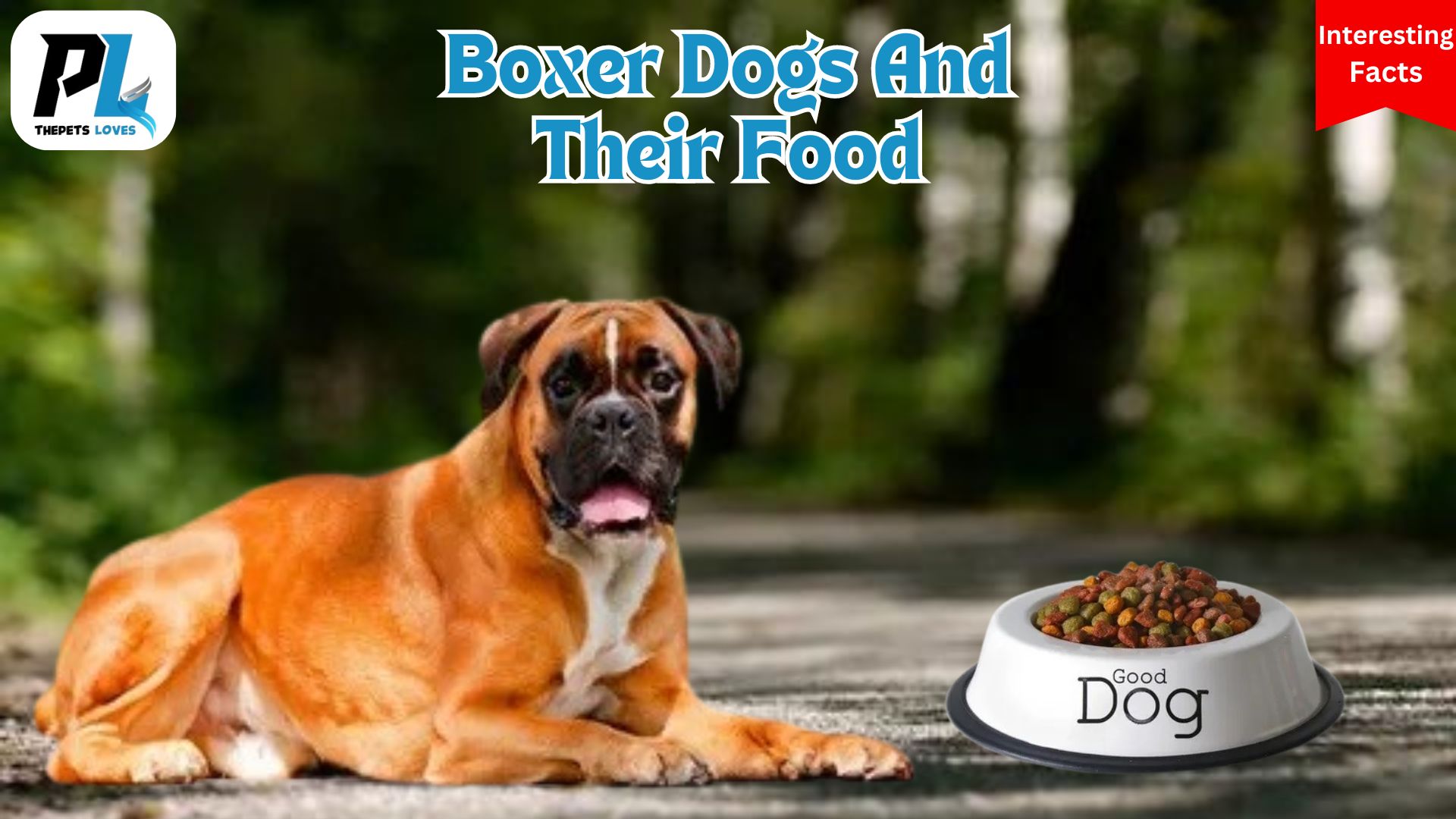 Describe The Interesting Facts About Boxer Dogs And Their Food