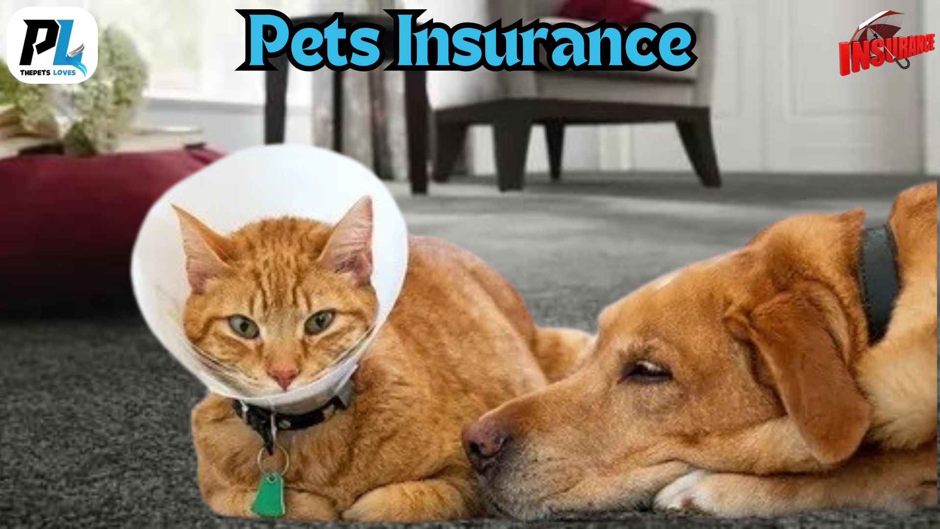 How to Choose the Best Pets Insurance Plan for Your Furry Friend