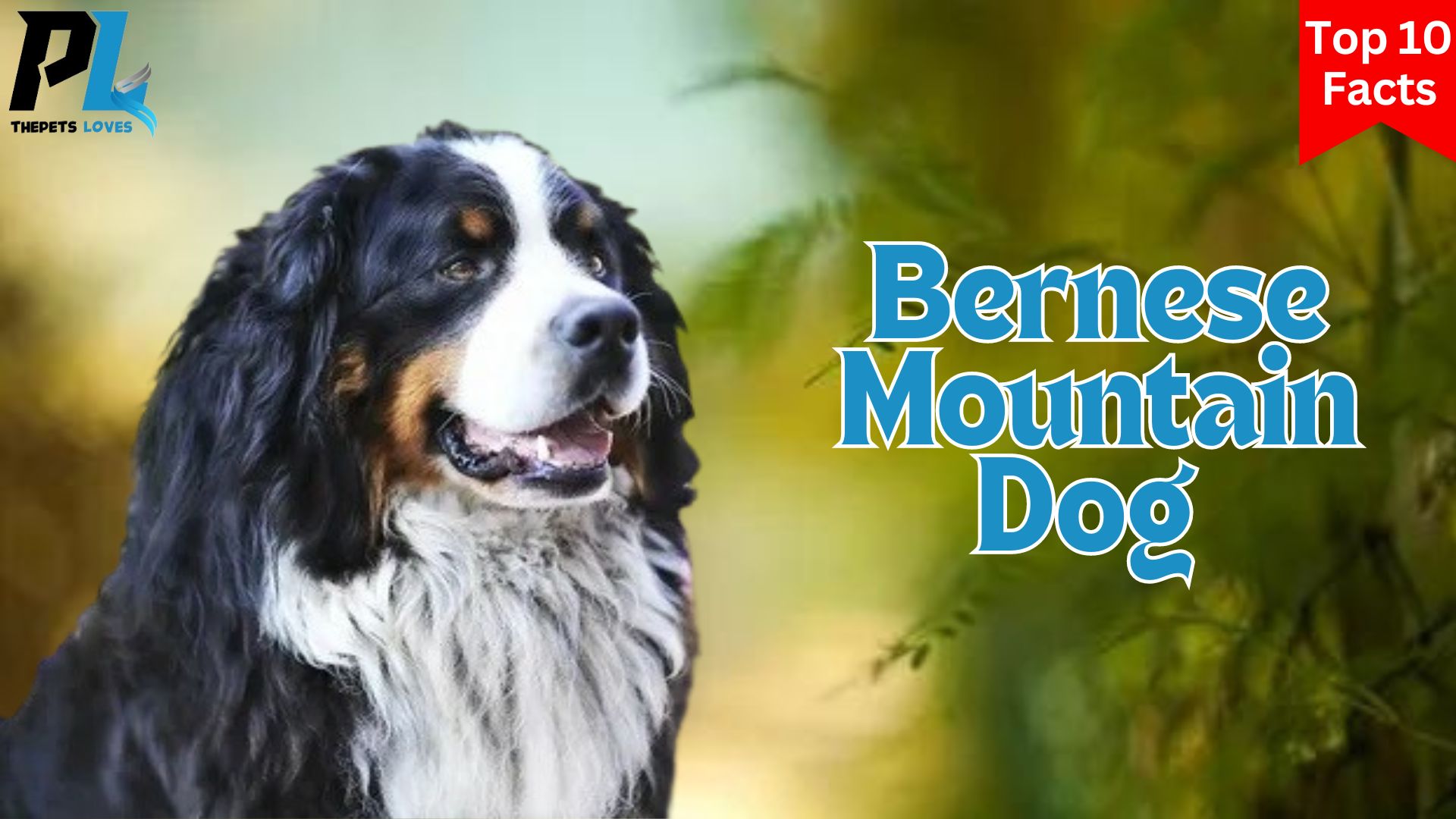 Top 10 Bernese Mountain Dogs Facts You May Not Know