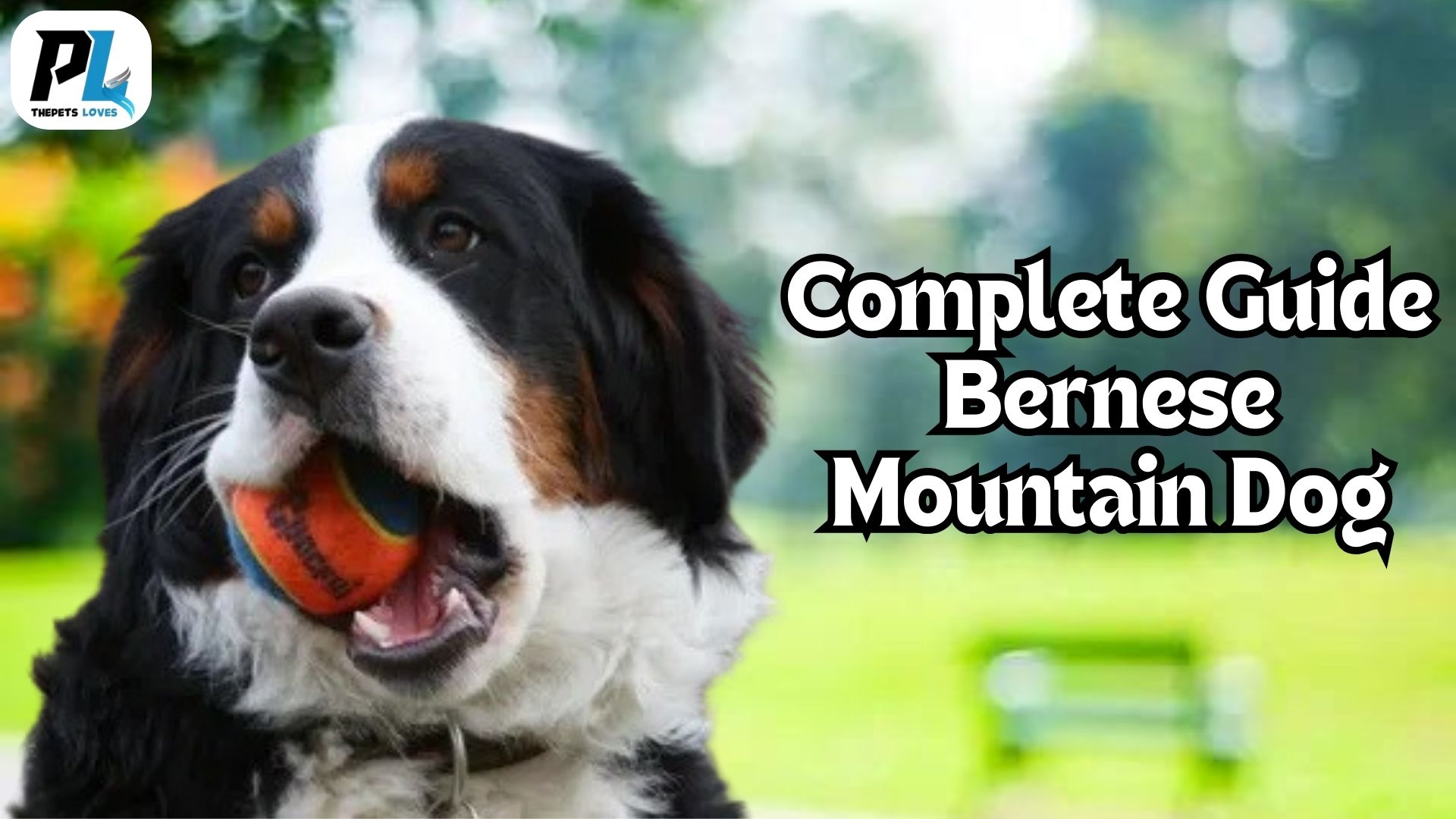 Bernese Mountain Dogs