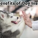 Dog Insurance