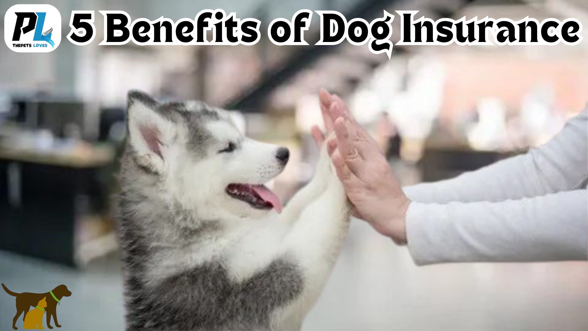 Dog Insurance