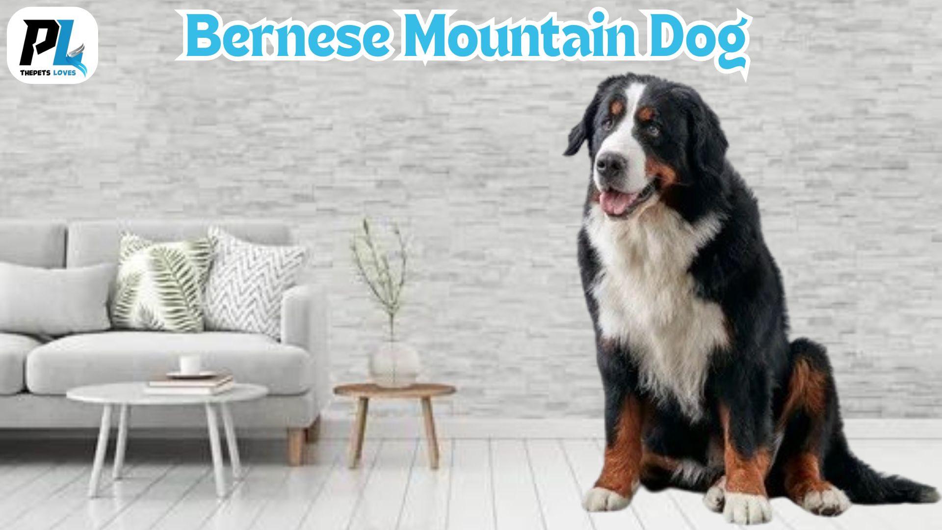 Bernese Mountain Dogs