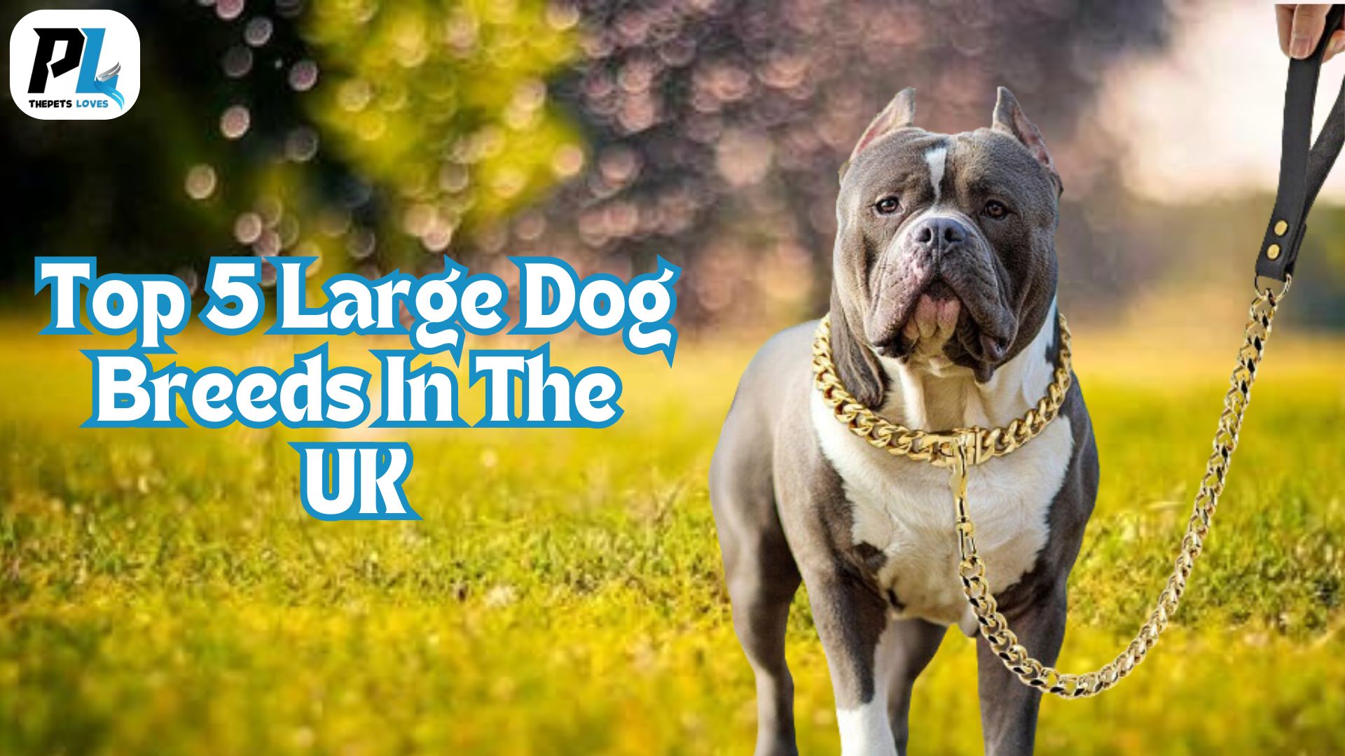 What Are The Top 5 Large Dog Breeds In The UK | Describe Facts