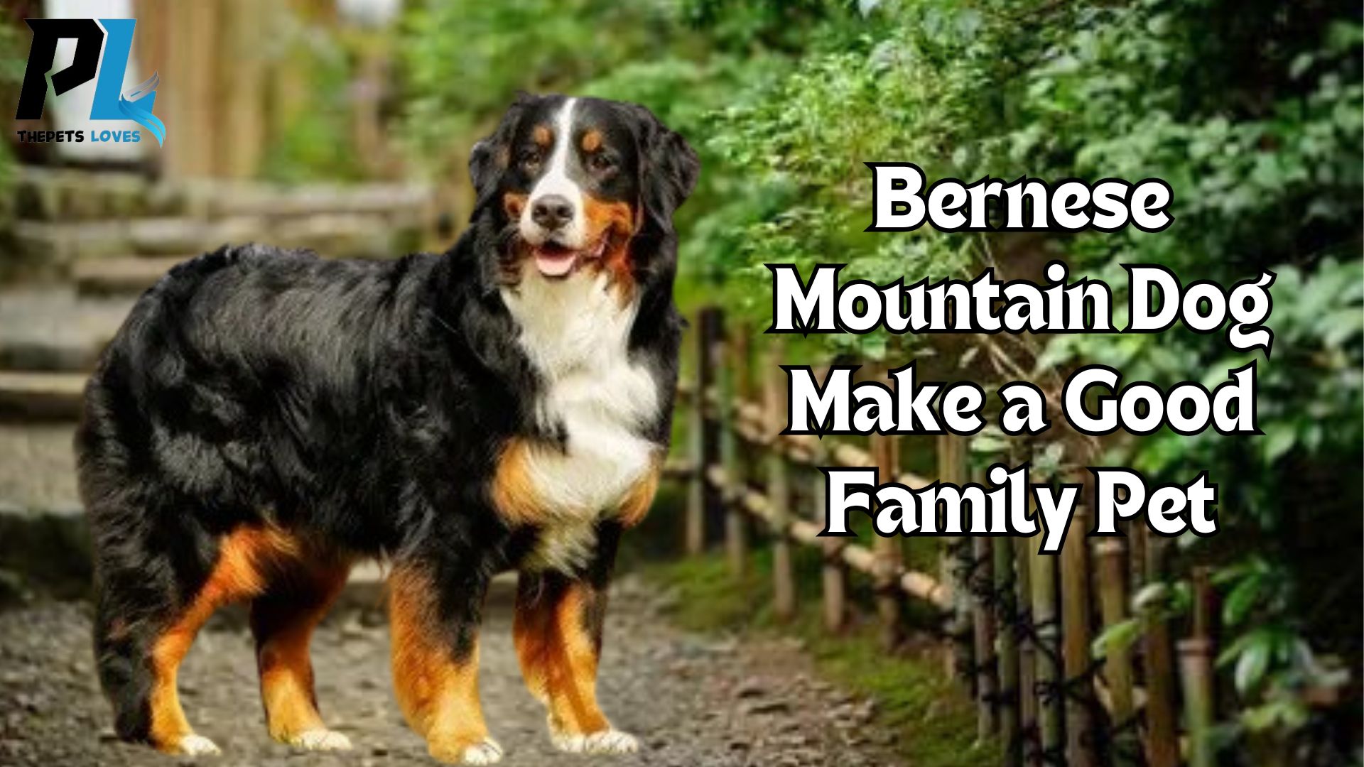 Does Bernese Mountain Dog Make a Good Family Pet?