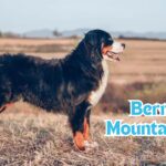 Bernese Mountain Dogs