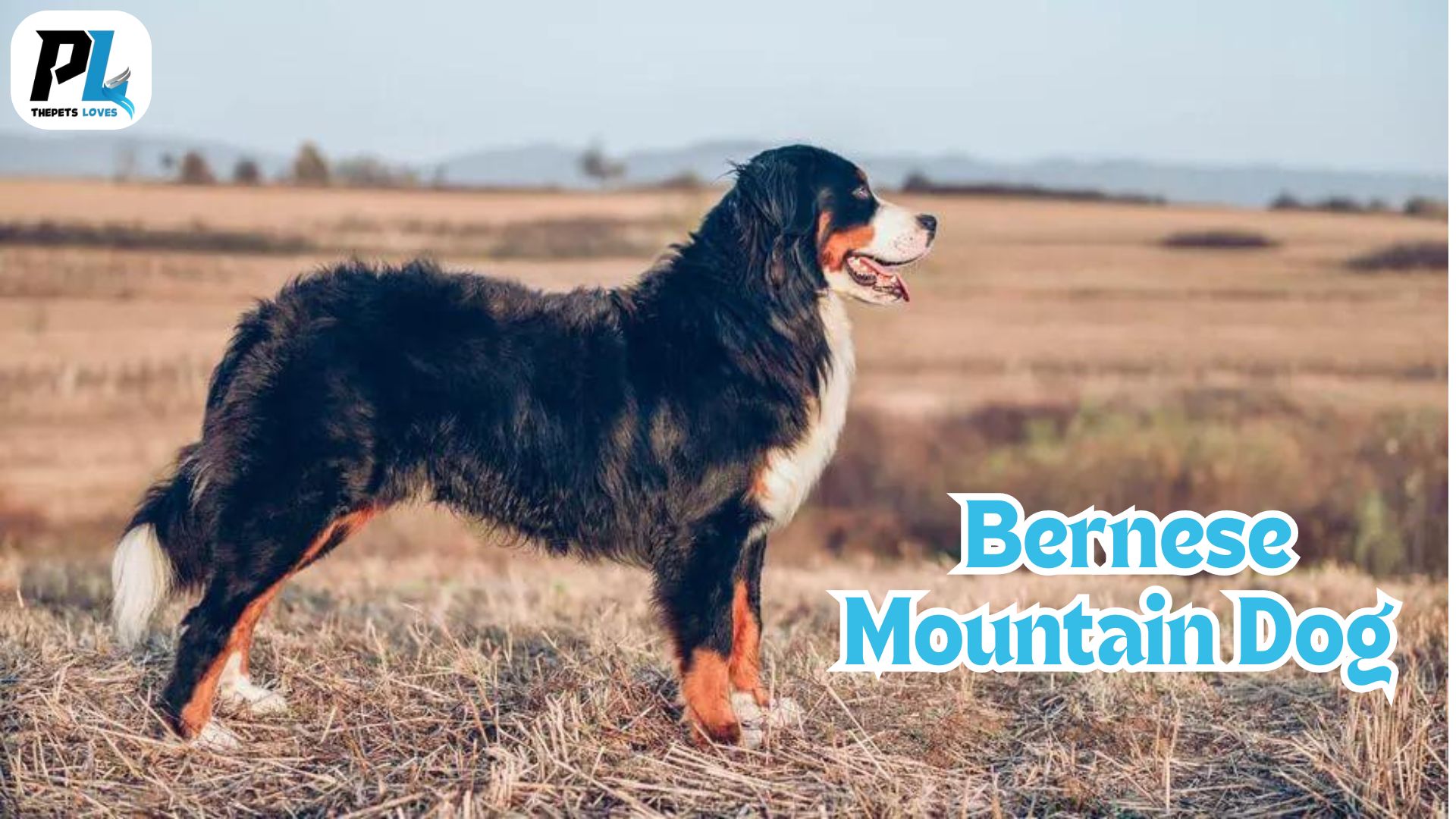 Bernese Mountain Dogs